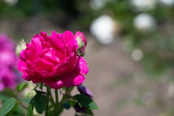 close up of a bright pink rose with a blurred background