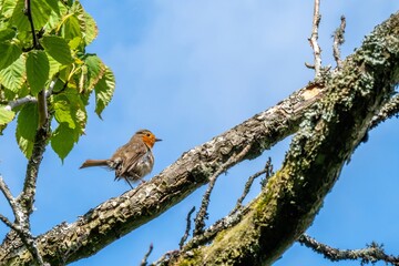 Robin red breast Erithacus rubecula perched in a tree with blue sky in the background