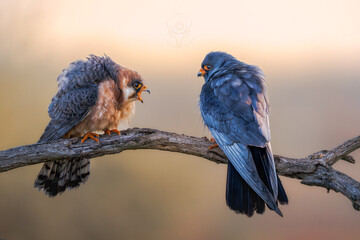 pair of birds on a branch