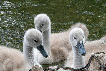 close up of mute swan cygnus olor cygnets in the River Alre Alresford Hampshire England