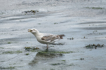 young european herring gull larus argentatus eating a crab in the sea