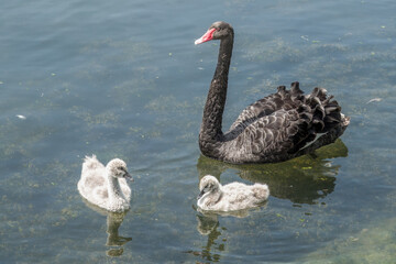 Fototapeta premium the black swan cygnus atratus a large waterbird with cygnets