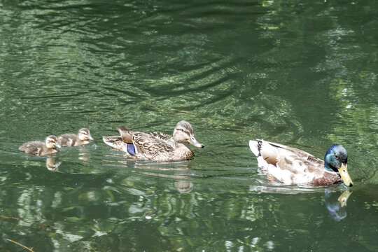 male and female mallard ducks with ducklings in the river
