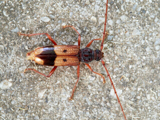 Lesser Eucalyptus Longhorn Beetle on a Eucalyptus (Phoracantha recurva).
