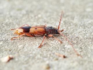 Lesser Eucalyptus Longhorn Beetle on a Eucalyptus (Phoracantha recurva).
