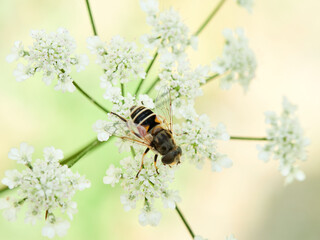 Eurasian Drone Fly  on a flower.  Eristalis arbustorum
