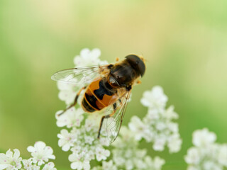 Eurasian Drone Fly  on a flower.  Eristalis arbustorum
