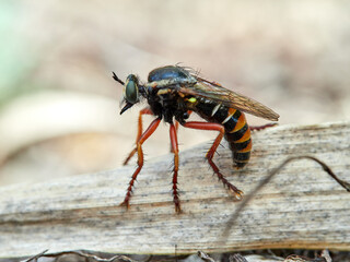 Bee-Flies, Soldierflies, Robberfly. Genus Saropogon
