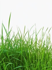 Fototapeta premium PNG Grass border image grass background isolated.