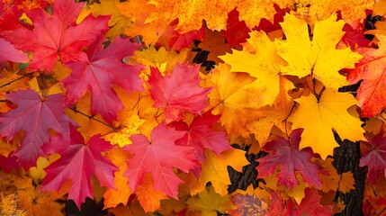 Fototapeta premium A vibrant autumn forest with leaves in shades of red, orange, and yellow
