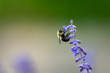 Bee on a lavender flower