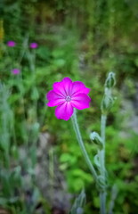 Rose campion flower (Silene coronaria)