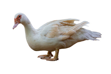 White duck isolated on white background.