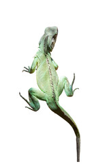 Green chameleon isolated on white background