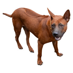 a Rhodesian Ridgeback dog isolated on white background