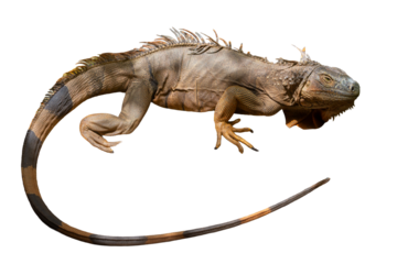  a green iguana isolated on white background