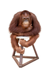 Big orangutan sitting on a stool isolated on a white background © wannasak