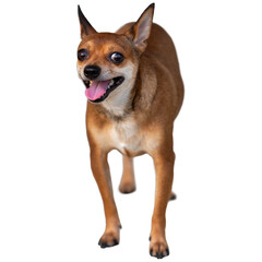 Chihuahua dog making happy face isolated on white background