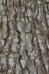 Obraz premium Beautiful close-up of the bark of abies nordmanniana