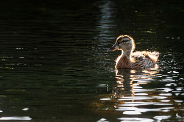 Young duck swimming ina pond backlit by the sun with its reflection in the rippples of the water