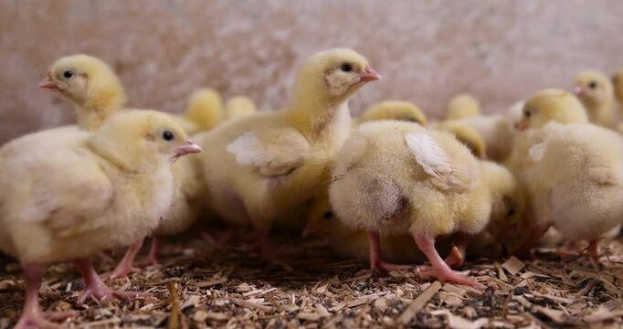 small broiler chickens at a poultry farm, chickens in yellow down with feathers only on their wings, meat breeds of chicken , close up