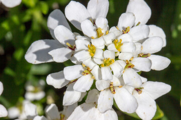 white flowers of iberis in close-up in natural light.