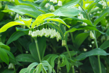 Solomon's seal. Asparagaceae. Polygonatum odoratum