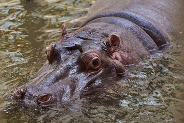 Head of a hippopotamus submerged under water