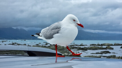 Red-billed Gull Strutting on Car