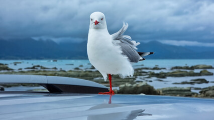 Red-billed Gull Standing on Car Roof