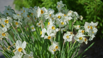 Obraz premium Springtime daffodils bloom vibrantly in the netherlands garden, showcasing their bright yellow centers surrounded by white petals under the sunny outdoor sky.