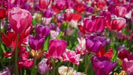 Vibrant tulip field in the netherlands with pink, purple, and red flowers flourishing under sunlight outdoors in spring.
