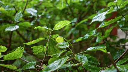 Lush green leaves seen outdoors in a spanish garden, with rain gently falling on the fresh foliage, offering a serene and natural landscape during a light shower.