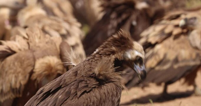 Cinereous vultures (Aegypius monachus) interacting on spring ground