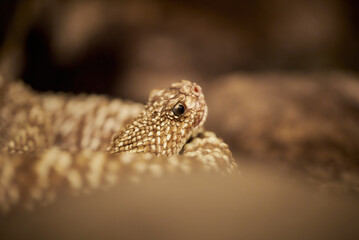 Crotalus vegrandis, or the Uracoan Rattlesnake