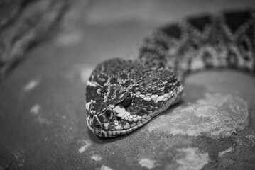 The eastern diamondback rattlesnake Crotalus adamanteus