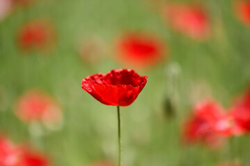 Red poppies field close up. Blooming poppy. Nature photography