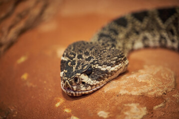 The eastern diamondback rattlesnake Crotalus adamanteus
