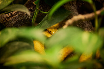 Bothriechis schlegelii, the highland eyelash-pitviper, Schlegel's eyelash-pitviper, or eyelash viper hidden among the leaves