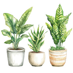 Indoor Plants, watercolor vector, isolated on a white background.