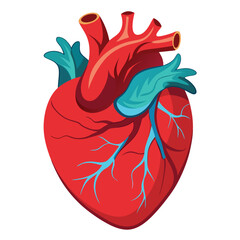 Human organ Heart vector art white background