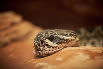 The eastern diamondback rattlesnake Crotalus adamanteus