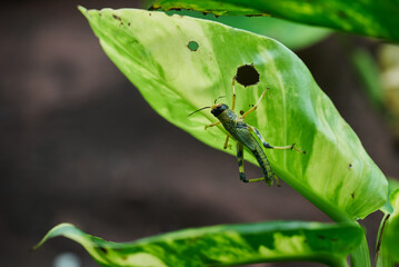 Tropidacris collaris, the blue-winged grasshopper or violet-winged grasshopper