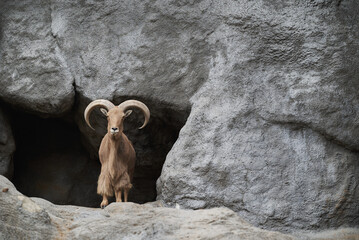 The Barbary sheep, Ammotragus lervia, aoudad on big rocks