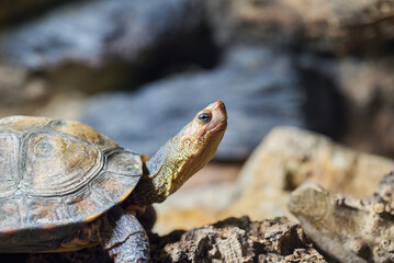 The ornate or painted wood turtle, Rhinoclemmys pulcherrima