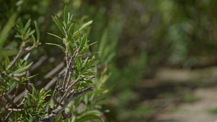 Green leaves of oleander plant growing in sunny outdoors of torrevieja, spain showcasing natural beauty and lush greenery in bright sunshine.