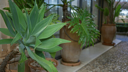 Lush green plants in large terracotta pots decorate outdoor patio in mallorca, spain, with agave...