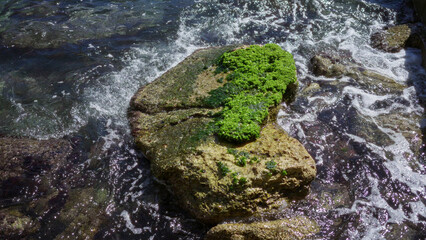 Rock covered in vibrant green algae surrounded by clear ocean water and foaming waves in mallorca's picturesque beach setting.