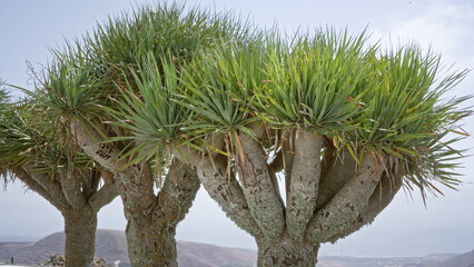 Dragon tree standing majestically in daylight on lanzarote, canary islands, showcasing lush green...