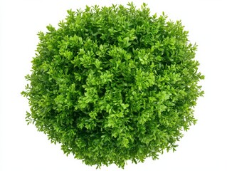 Obraz premium Aerial View of Lush Green Foliage, Round Bush, Greenery, Plant , foliage, shrub